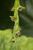 Chloranthus fortunei RCP7-09 079.jpg